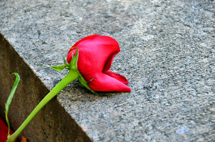 Rose on Stone Rose on Stone