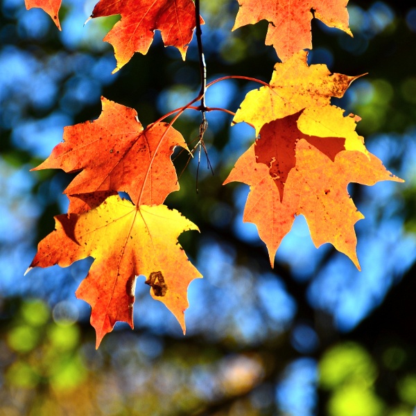 Sun Touched Maple Leaves Sun Touched Maple Leaves