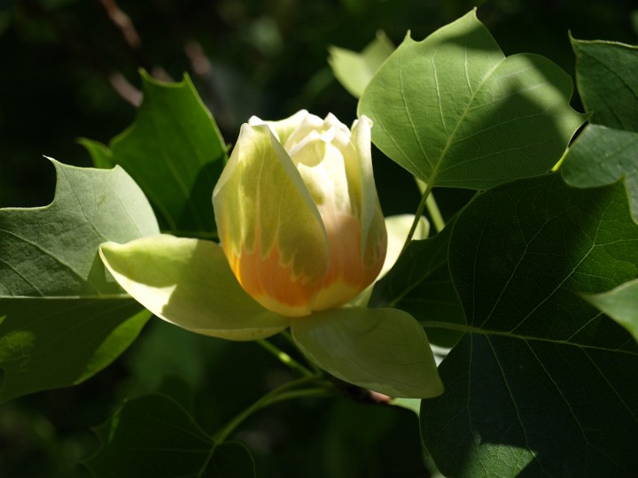 Side View of a Tulip Poplar Tulip Side View of a Tulip Poplar Tulip
