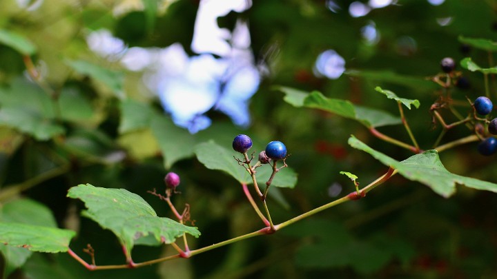 Colorful Berries Outstretched