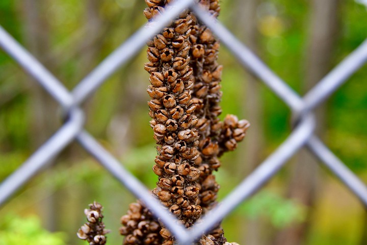 Hive of Brown Pods Through the Chain Link