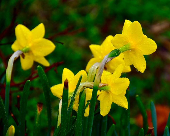 Daffodils Still Wet From the Rain