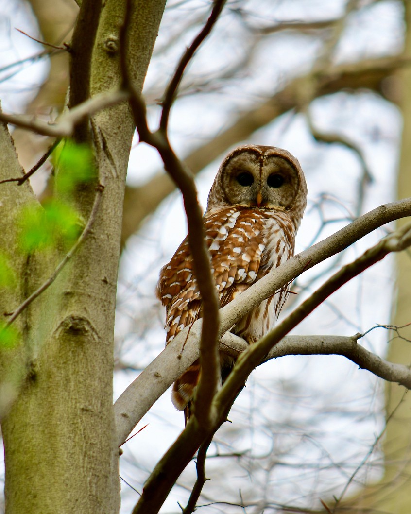 Barred Owl Staring Back