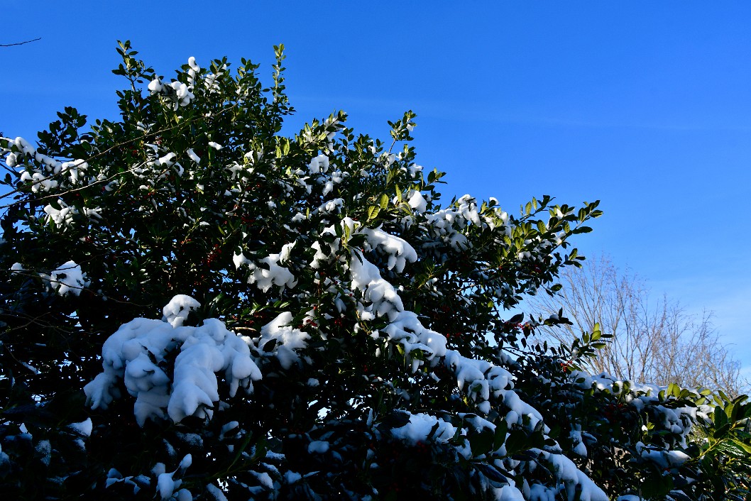 Holly Tree Collecting Snow