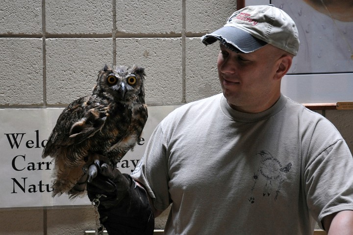 Big Eyed Great Horned Owl Big Eyed Great Horned Owl
