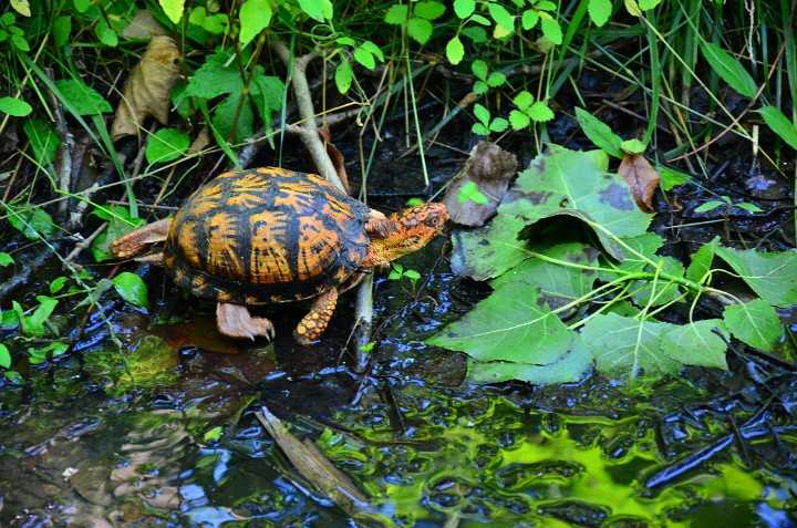 Moving Orange Turtle Moving Orange Turtle