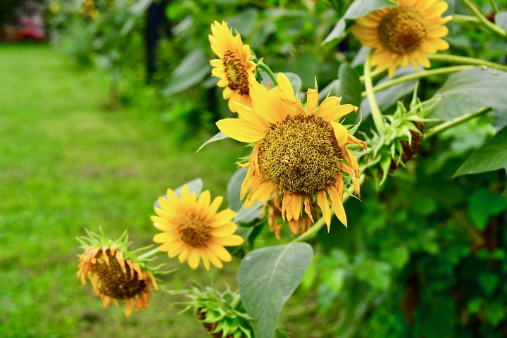 Sunflowers Fade