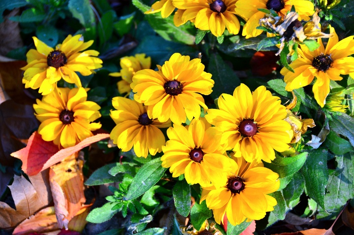 Yellow Flowers in Fall Yellow Flowers in Fall
