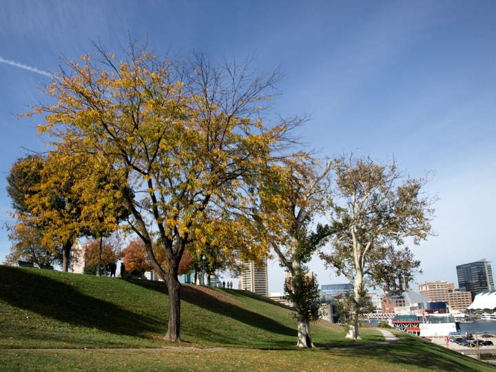 Trees Along the East Side of Federal Hill Trees Along the East Side of Federal Hill