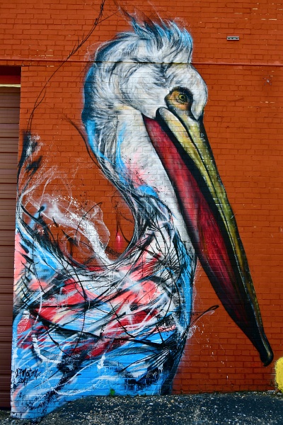 Artful Pelican